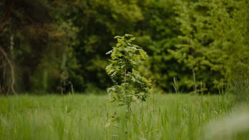 A small oak tree grows surrounded by lush green woods, symbolizing new growth.